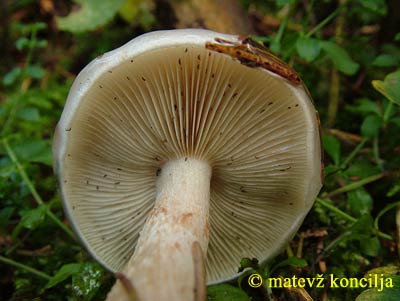 pholiota lenta