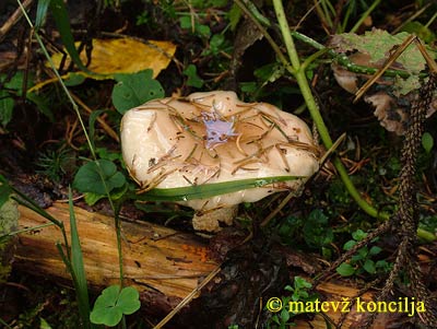 pholiota lenta