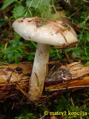 pholiota lenta