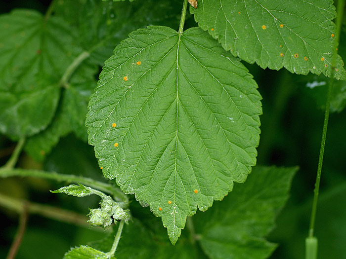 Phragmidium rubi-idaei - Himbeer-Rost