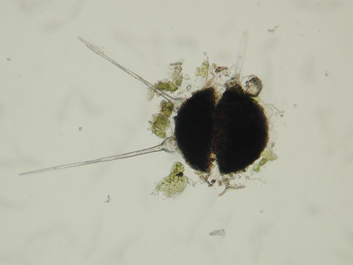 Phyllactinia guttata