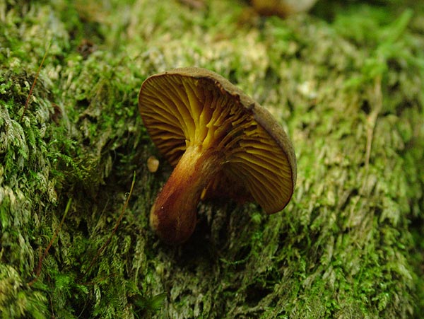 phylloporus pelletieri