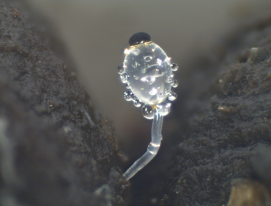 Pilobolus roridus