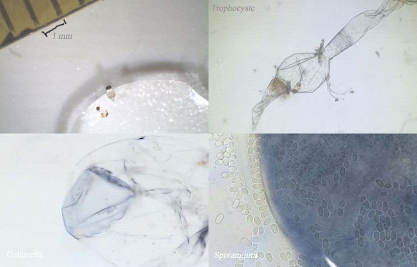 Pilobolus roridus