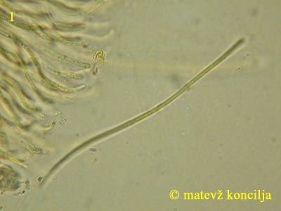 Lophodermium pinastri - en tros