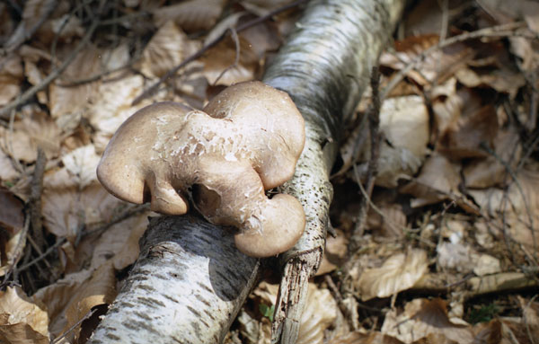 piptoporus betulinus