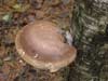 piptoporus betulinus