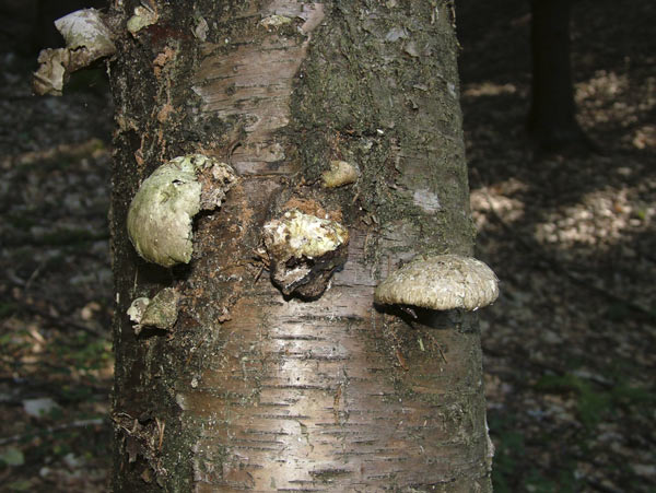 Birkenporling