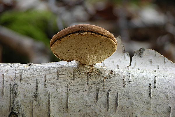 piptoporus betulinus