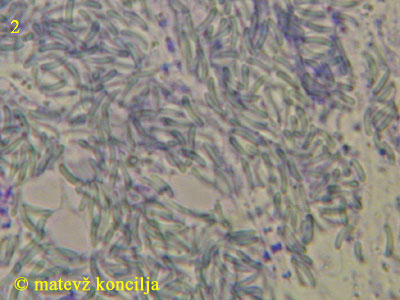 diatrypella placenta - trosi