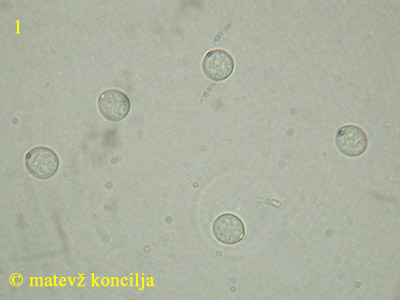 Pluteus plautus - SP