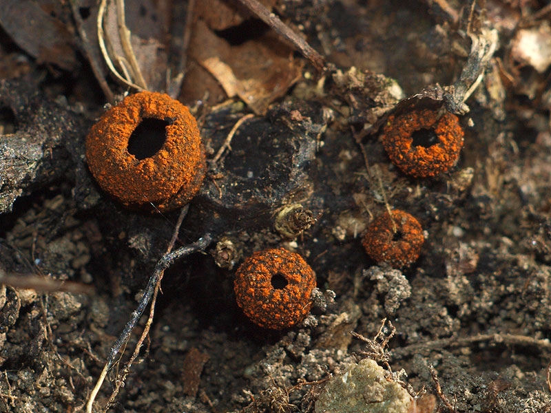 Plectania melastoma - Rotrandiger Kelchbecherling