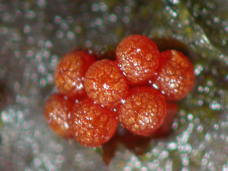 Thyronectria berolinensis