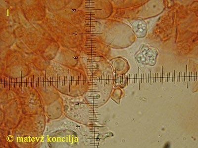 Entoloma pleopodium - Basidien