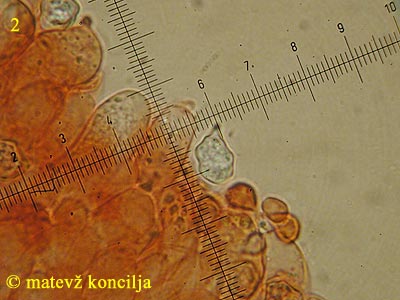 Entoloma pleopodium - Spore