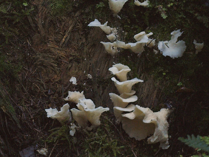 Pleurocybella porrigens - zleknjena školjkarica