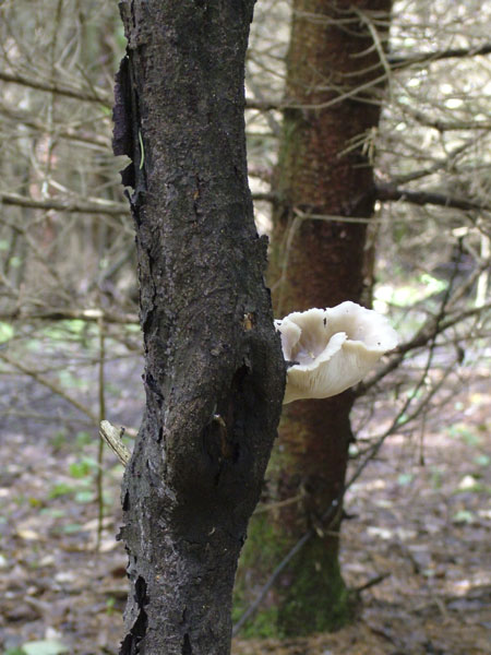 pleurotus pulmonarius