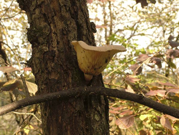 Pleurotus pulmonarius
