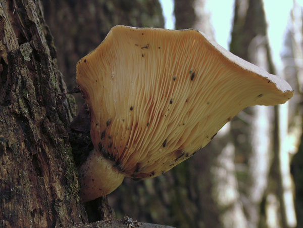 Pleurotus pulmonarius