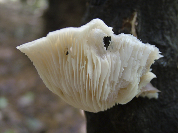 Pleurotus pulmonarius - Lungen-Seitling