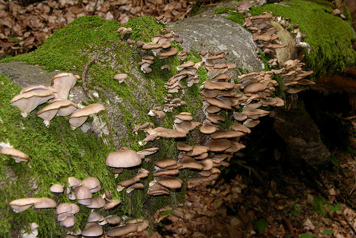 Pleurotus pulmonarius