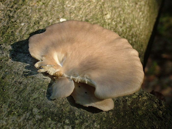 Pleurotus pulmonarius - Lungen-Seitling