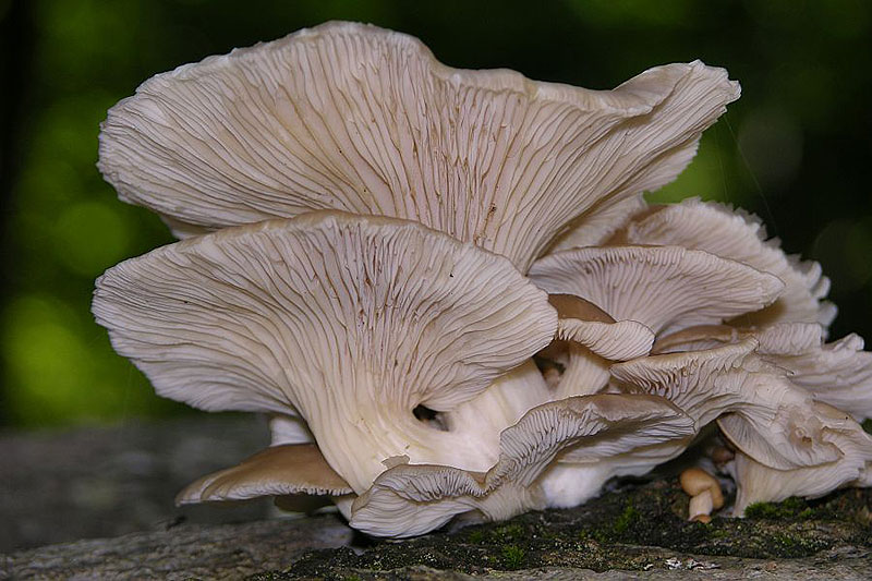 Pleurotus pulmonarius - Lungen-Seitling