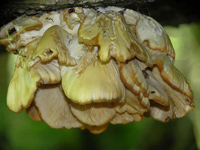 Pleurotus pulmonarius