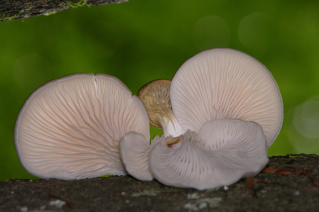 Pleurotus pulmonarius