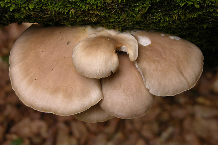 Pleurotus pulmonarius - Lungenseitling