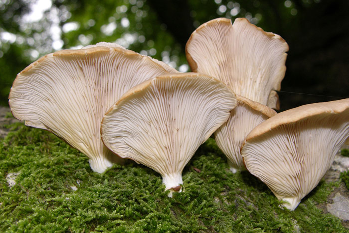 Pleurotus pulmonarius - Lungen-Seitling