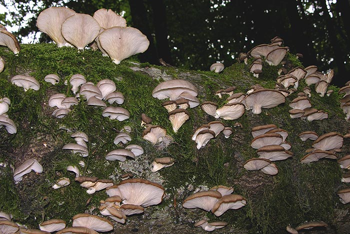 Pleurotus pulmonarius