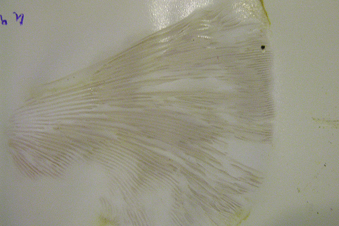 Pleurotus pulmonarius - Sporenpulver