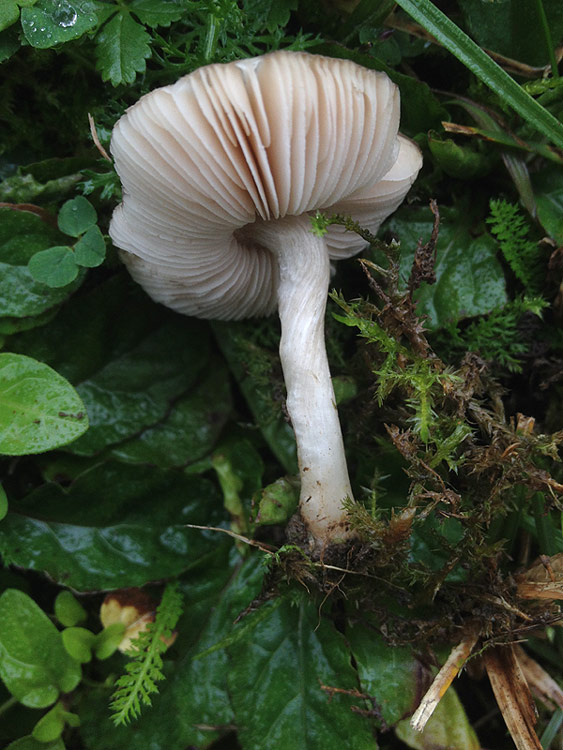 Pluteus diettrichii - Feinrissiger Dachpilz