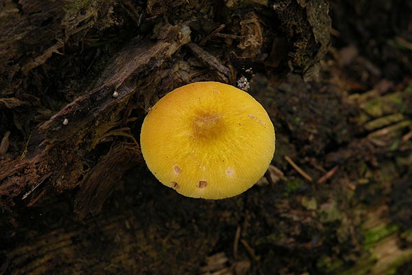 pluteus leoninus