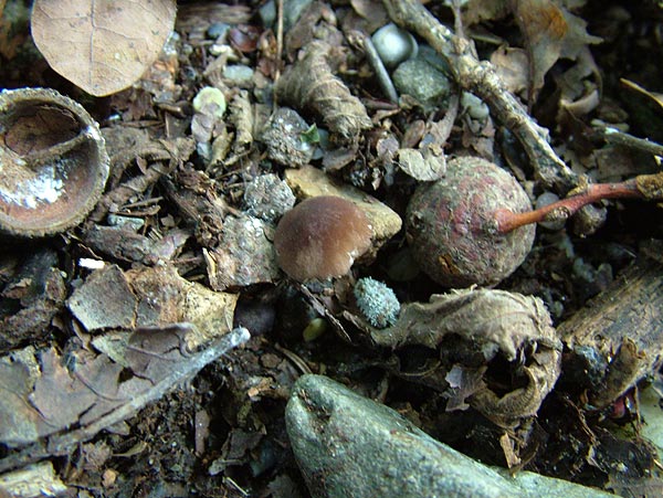 pluteus nanus