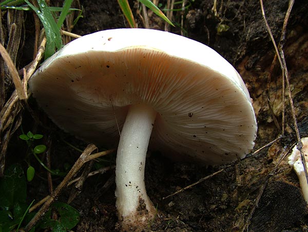 pluteus petasatus