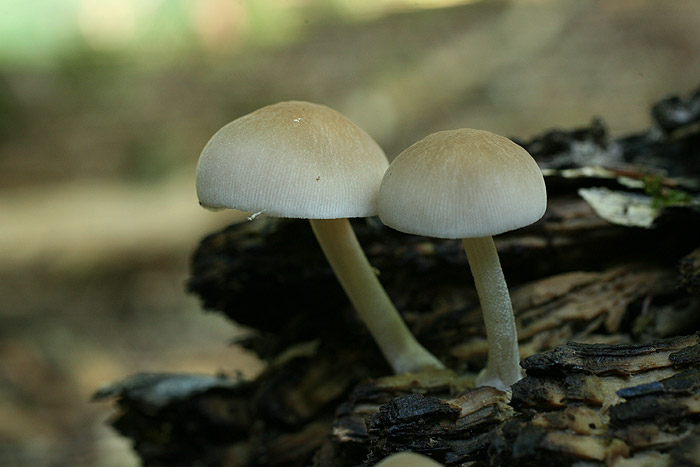 Pluteus plautus - zrničasta ščitovka