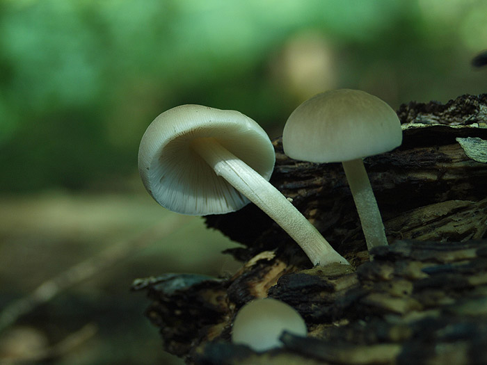 Pluteus plautus - zrničasta ščitovka