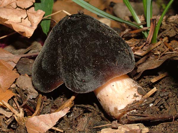 pluteus roseipes