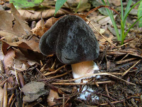 pluteus roseipes