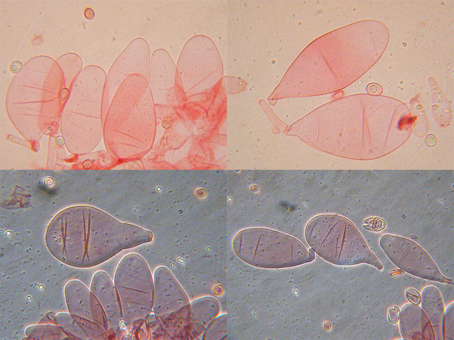 Pluteus sp. - Cheilozystiden