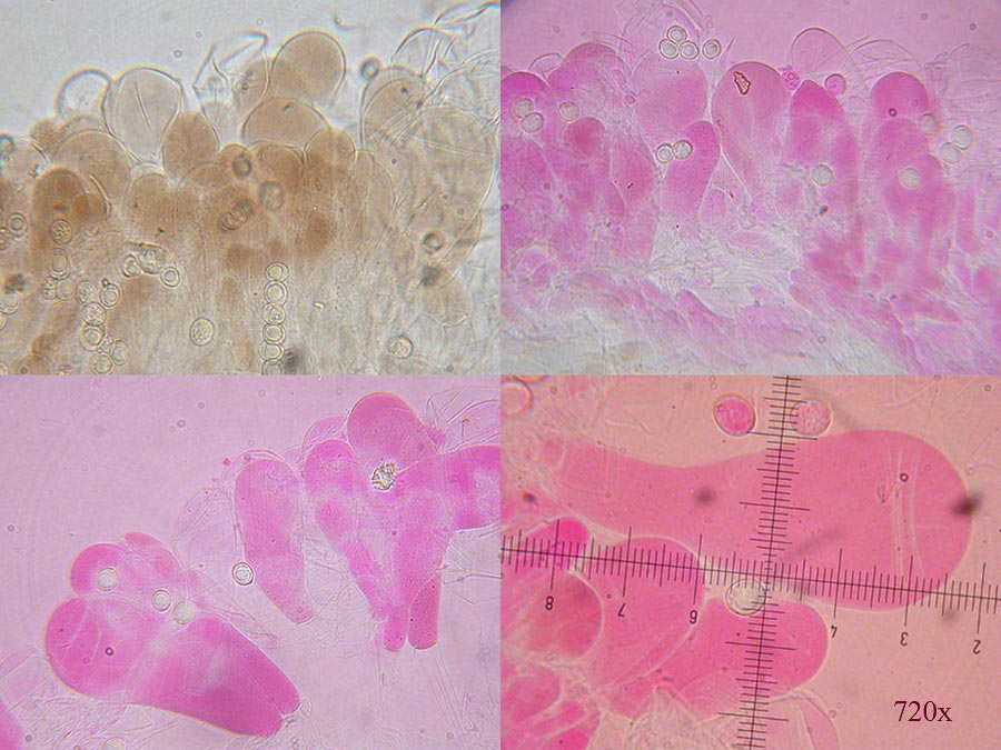 Pluteus sp.