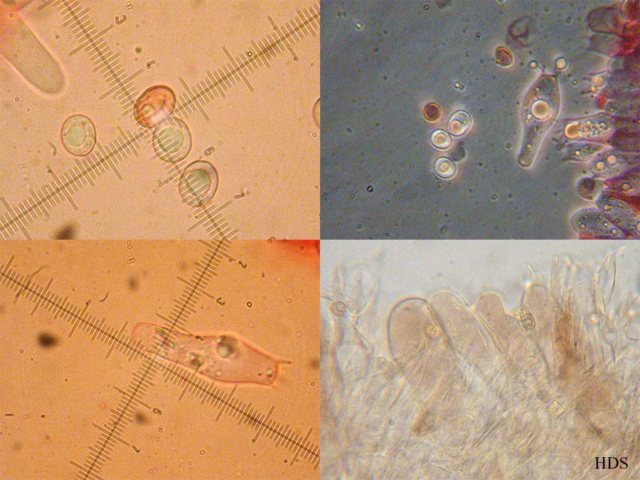 Pluteus spec. - Sporen, Basidien, Hutdeckschicht