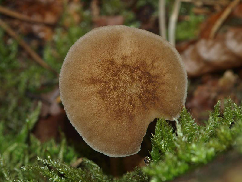 Pluteus sp.