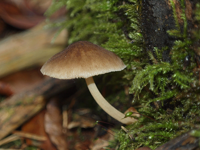 Pluteus species