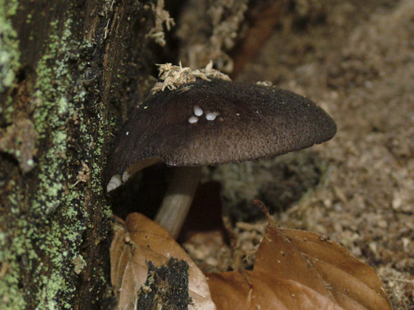 pluteus umbrosus