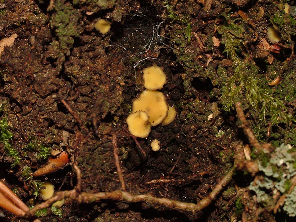 podophacidium xanthomelum