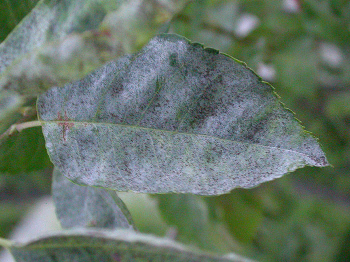 Podosphaera clandestina