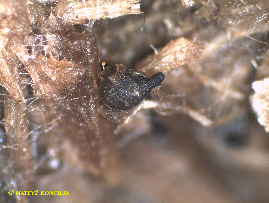 Rhypophila decipiens auf Pferdedung